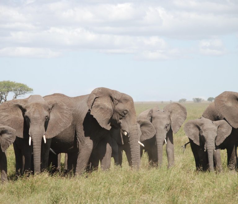 A herd of elephants including several calves grazing on the open Amboseli plains