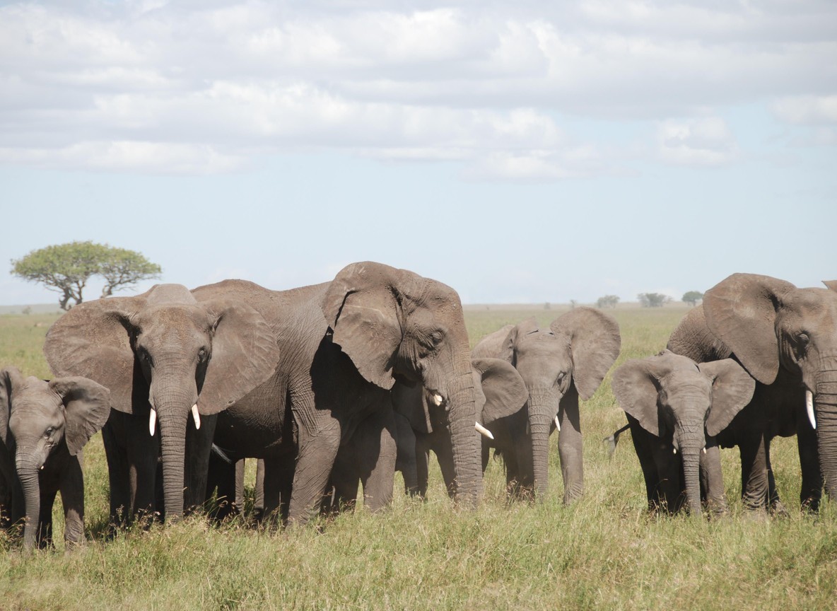 A herd of elephants including several calves grazing on the open Amboseli plains