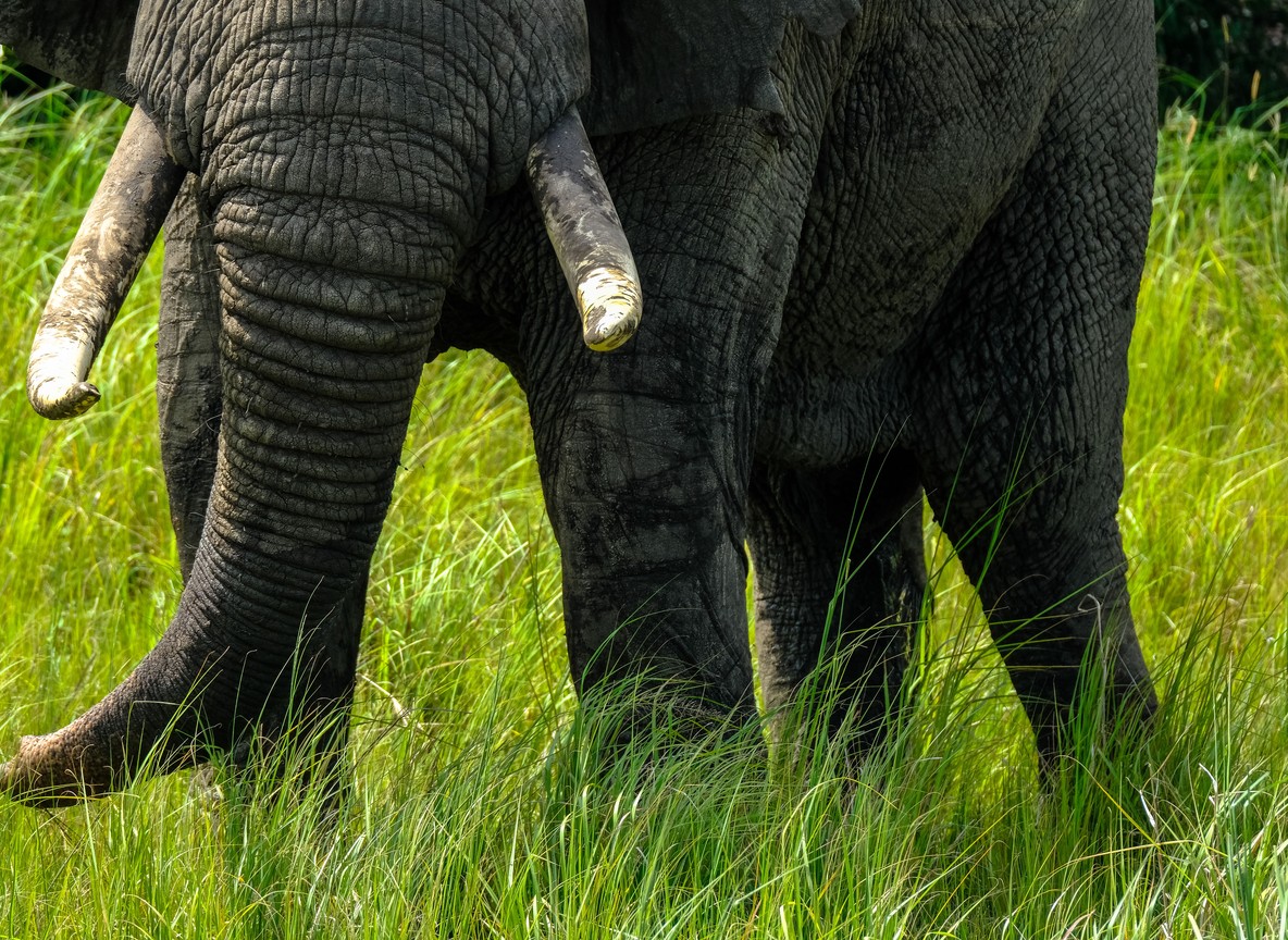 Close-up of an elephant's trunk and tusks moving through tall grass in the Amboseli ecosystem