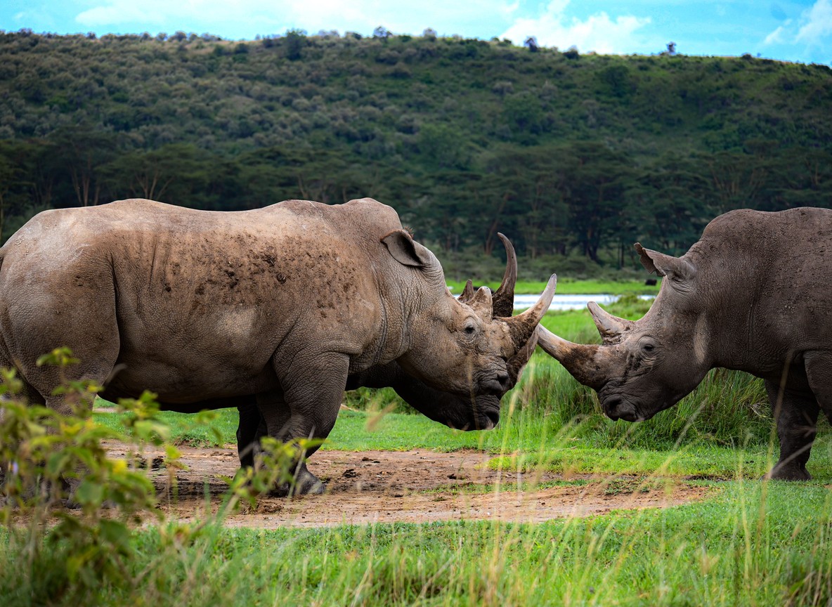 two white rhinos face to face on grassland near a rhino sanctuary in Kenya