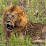 Ngare Serian Camp Mara North Conservancy Accessible Only Via Rope Bridge Maasai Mara