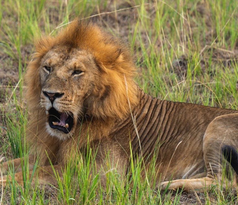 Ngare Serian Camp Mara North Conservancy Accessible Only Via Rope Bridge Maasai Mara