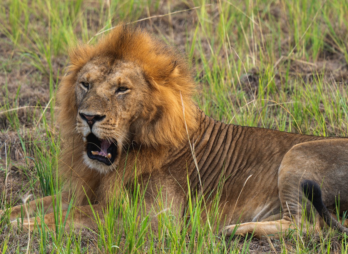 Ngare Serian Camp Mara North Conservancy Accessible Only Via Rope Bridge Maasai Mara