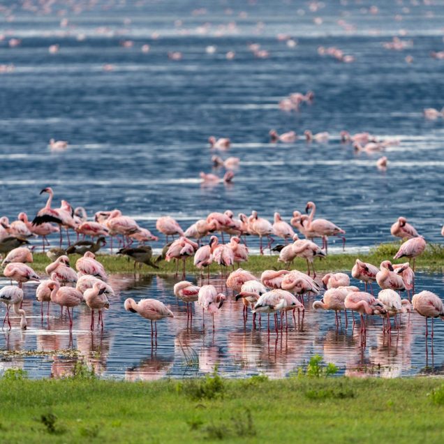 Ngorongoro Crater