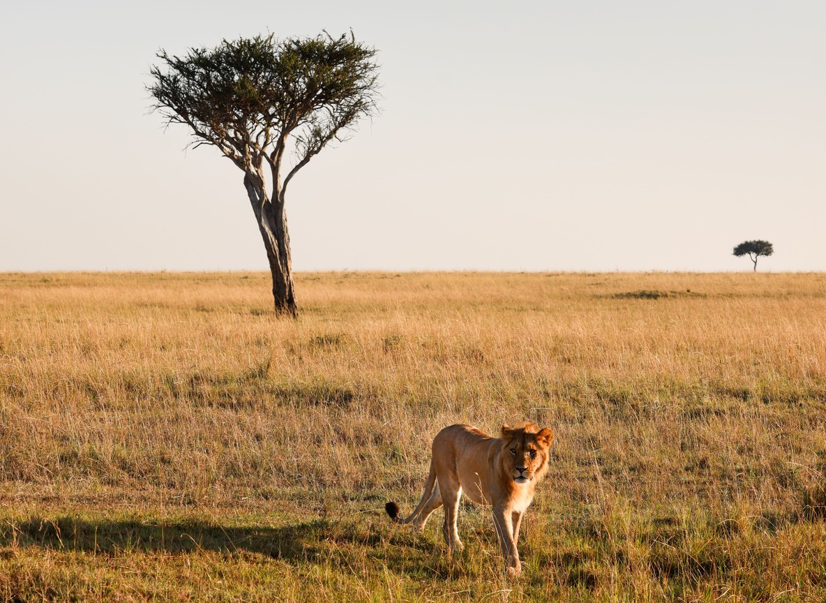 Night Game Drives Kenya