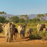Northern Kenya Conservancy Comparison Which Conservancy Fits Your Safari Style