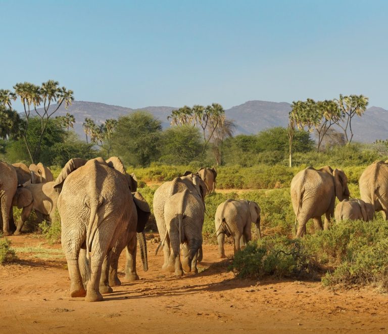 Northern Kenya Conservancy Comparison Which Conservancy Fits Your Safari Style