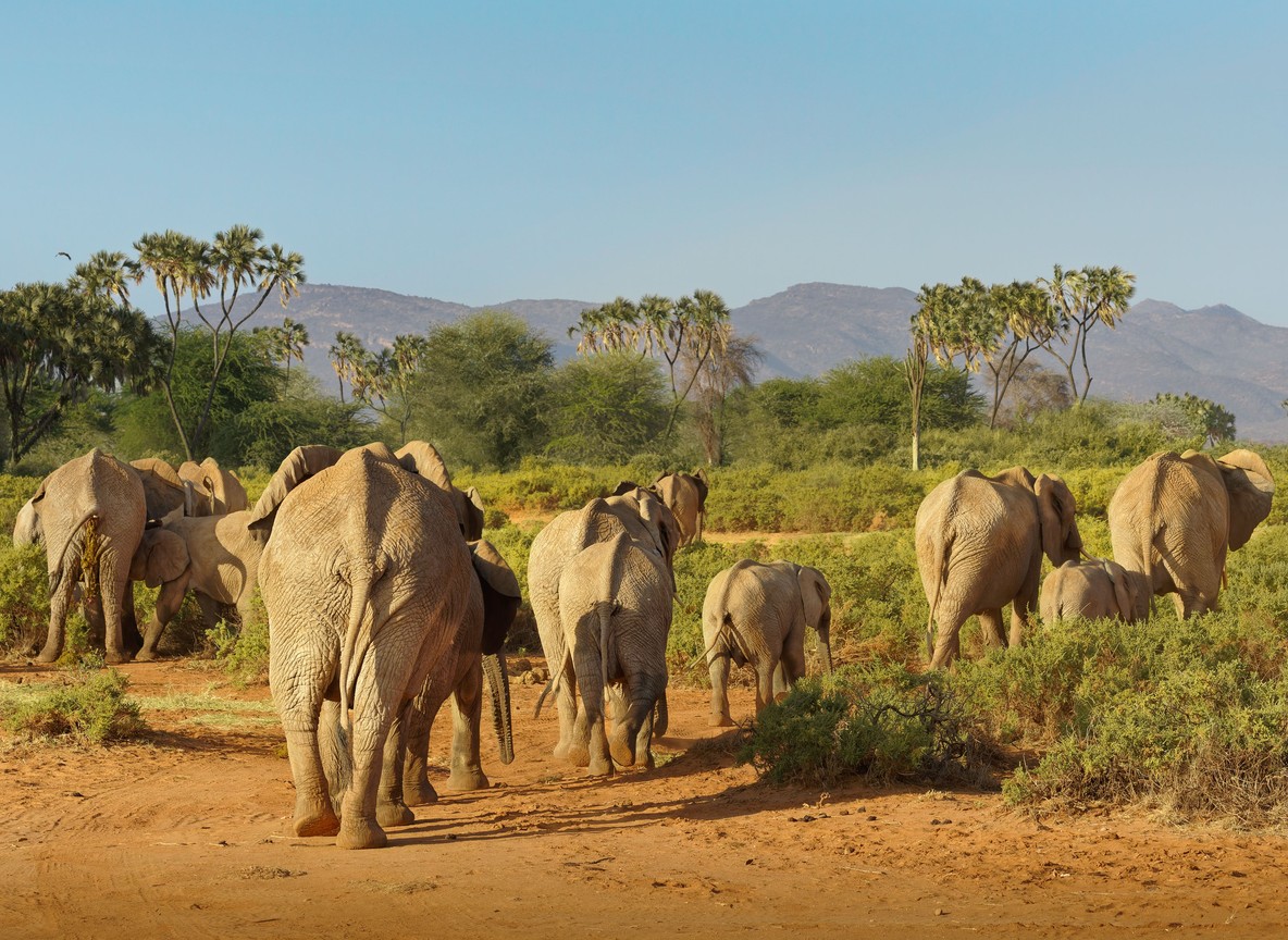 Northern Kenya Conservancy Comparison Which Conservancy Fits Your Safari Style