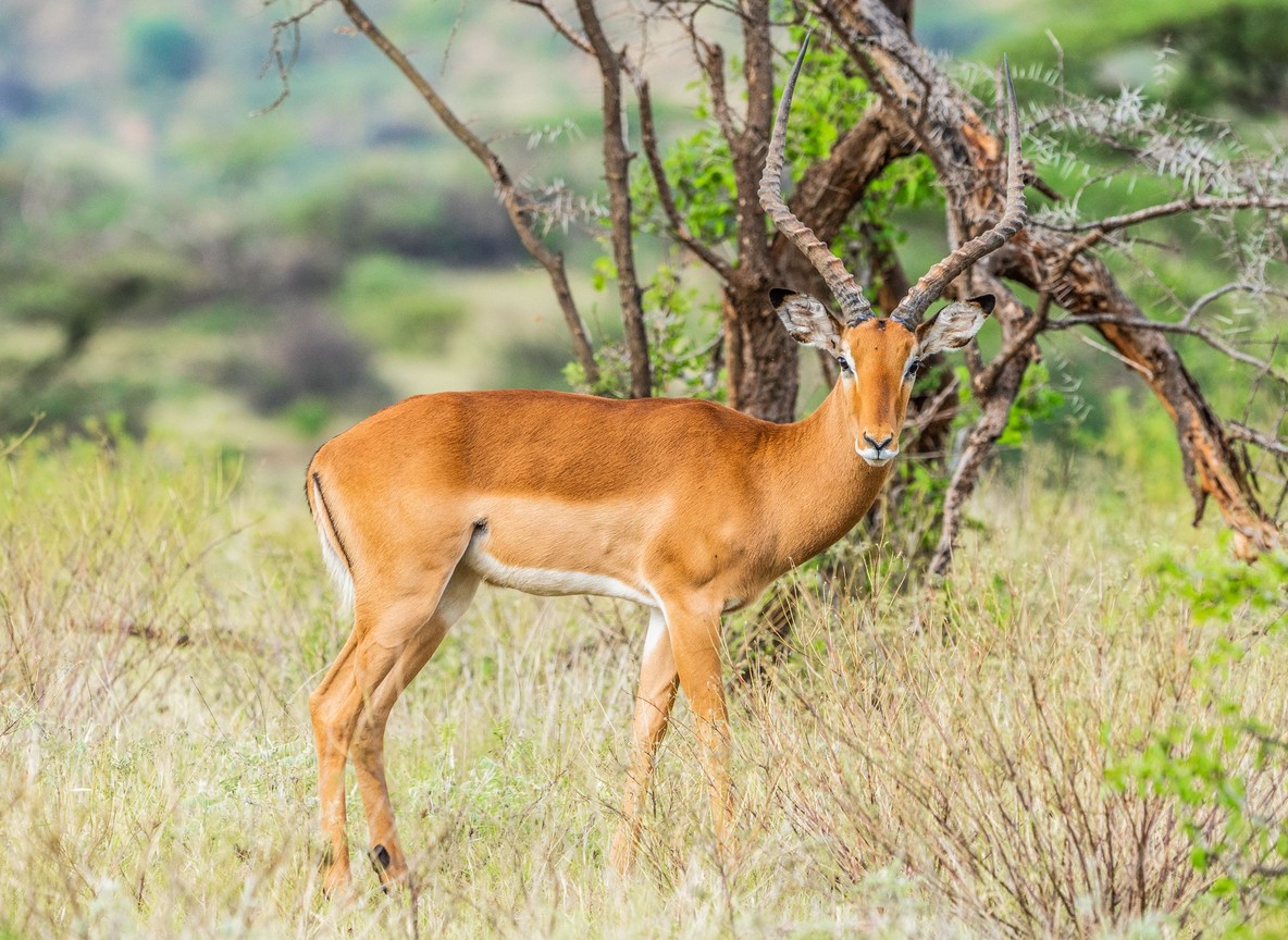 Northern Kenya Conservancy Comparison Which Conservancy Fits Your Safari Style
