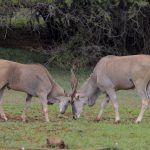 Northern Kenya Cultural Safari Guide Community Visits Done Responsibly