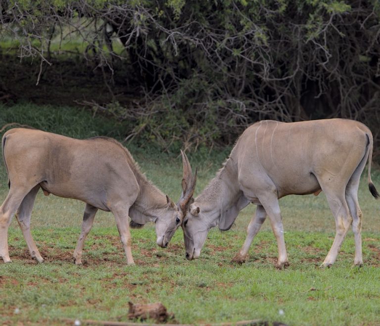 Northern Kenya Cultural Safari Guide Community Visits Done Responsibly
