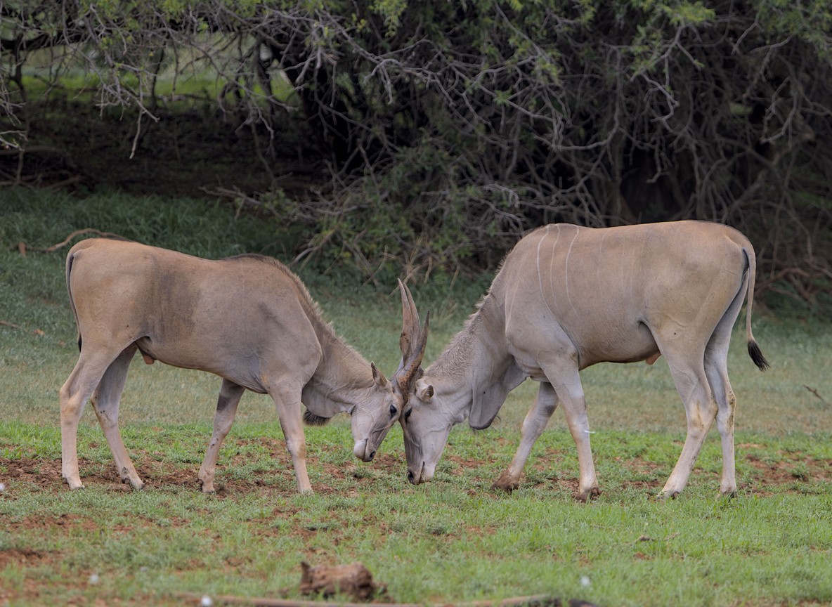 Northern Kenya Cultural Safari Guide Community Visits Done Responsibly