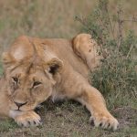 A pride of lions resting in golden grass at dawn in Ol Kinyei Conservancy, Maasai Mara ecosystem