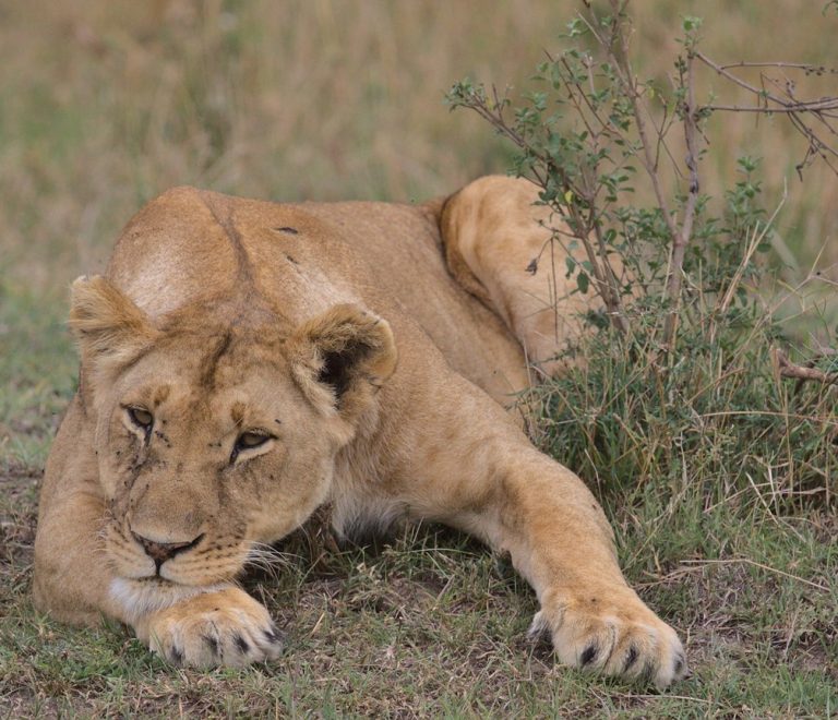 A pride of lions resting in golden grass at dawn in Ol Kinyei Conservancy, Maasai Mara ecosystem
