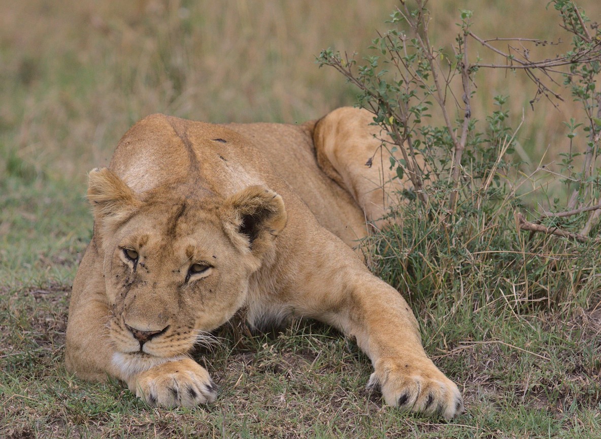 A pride of lions resting in golden grass at dawn in Ol Kinyei Conservancy, Maasai Mara ecosystem