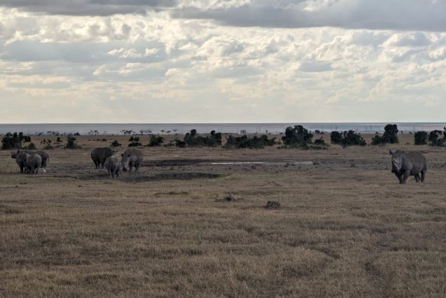 Rhinos grazing at Ol Pejeta Conservancy, Kenya
