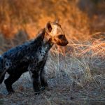 A young spotted hyena cub alone in dry grass at dawn, similar in age to the cub rescued near Naivasha