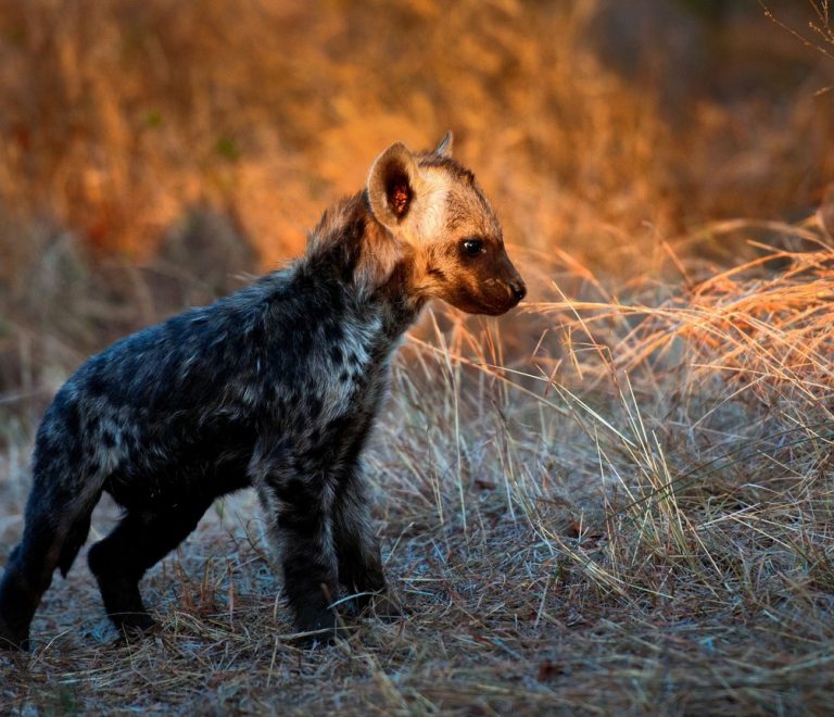 A young spotted hyena cub alone in dry grass at dawn, similar in age to the cub rescued near Naivasha