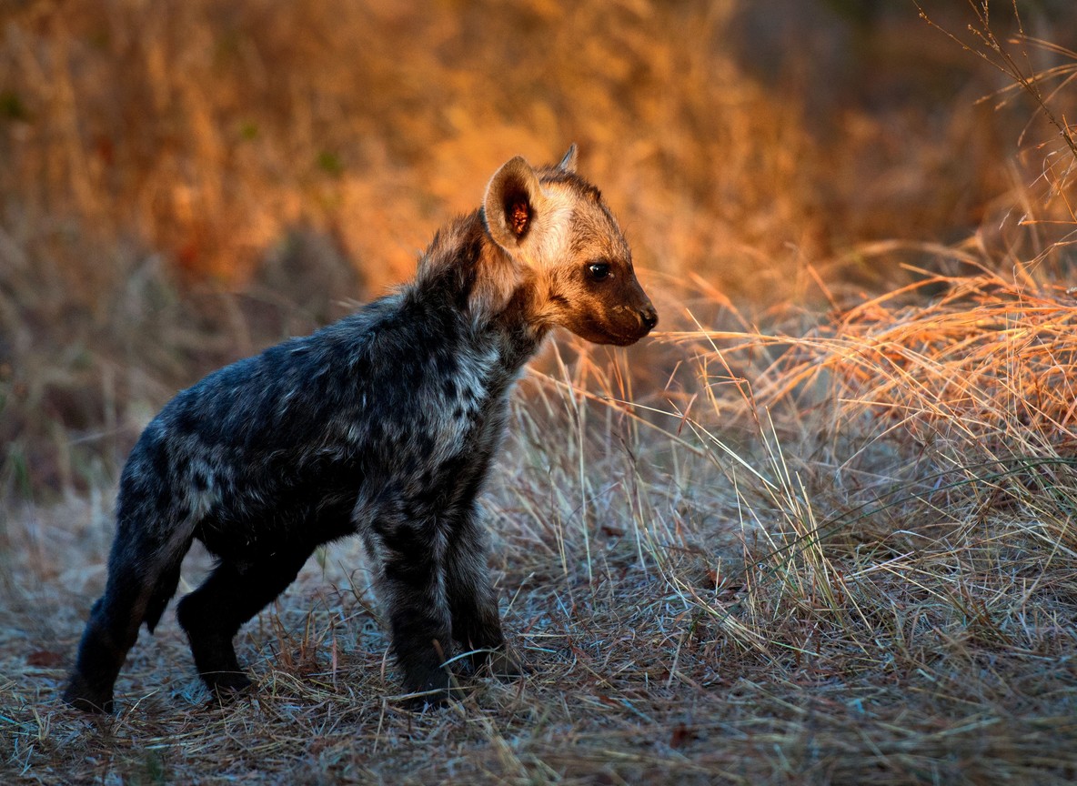 A young spotted hyena cub alone in dry grass at dawn, similar in age to the cub rescued near Naivasha