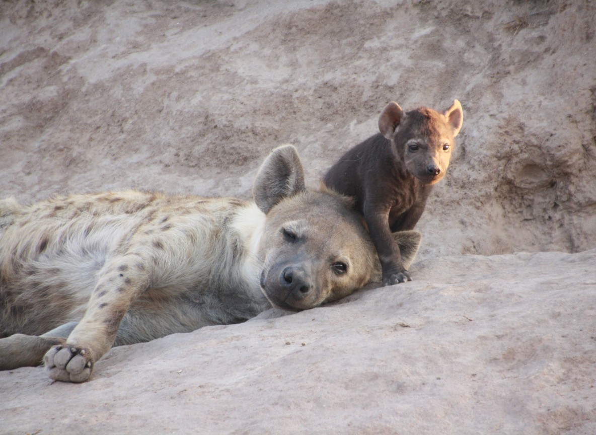 A spotted hyena mother resting with her cub at a den entrance, illustrating the maternal bond a rescued orphan has lost