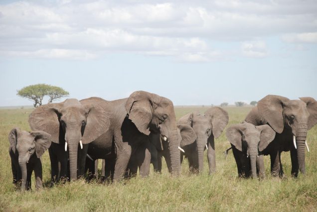 African elephant herd standing in a grassy field