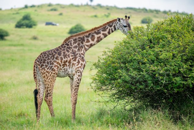 Young giraffe eating leaves in Nairobi