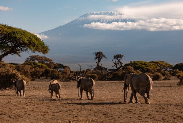 Elephant herd walking on the savanna with Mount Kilimanjaro behind