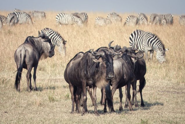 Wildebeest and zebra herds grazing on the Mara-Serengeti plains