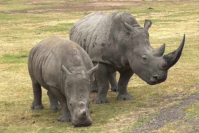 Two white rhinos grazing on open grassland