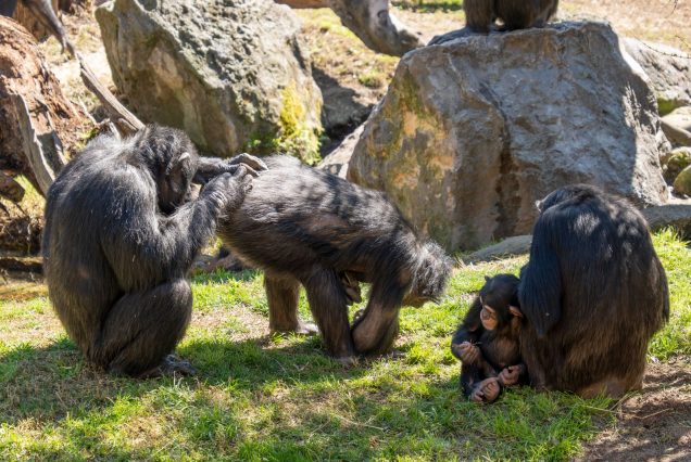 Chimpanzee group socializing in a sanctuary habitat