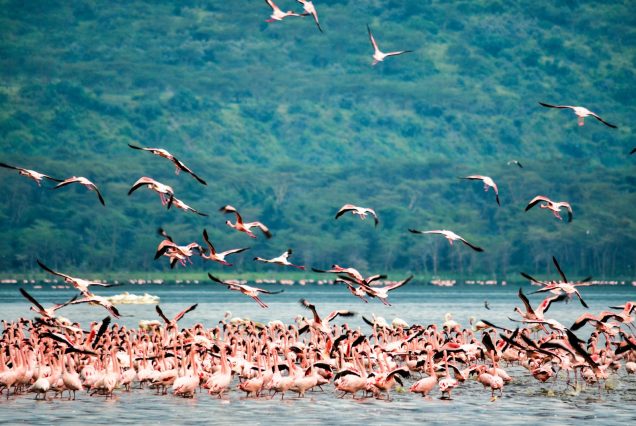 Flock of flamingos at Lake Nakuru, Kenya