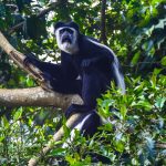 A black-and-white colobus monkey perched among branches in a lush East African rainforest canopy