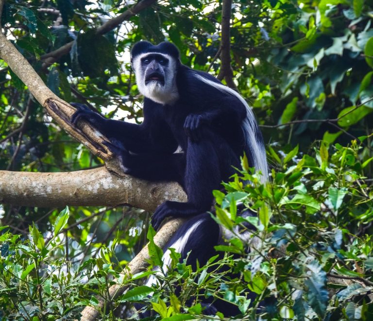 A black-and-white colobus monkey perched among branches in a lush East African rainforest canopy
