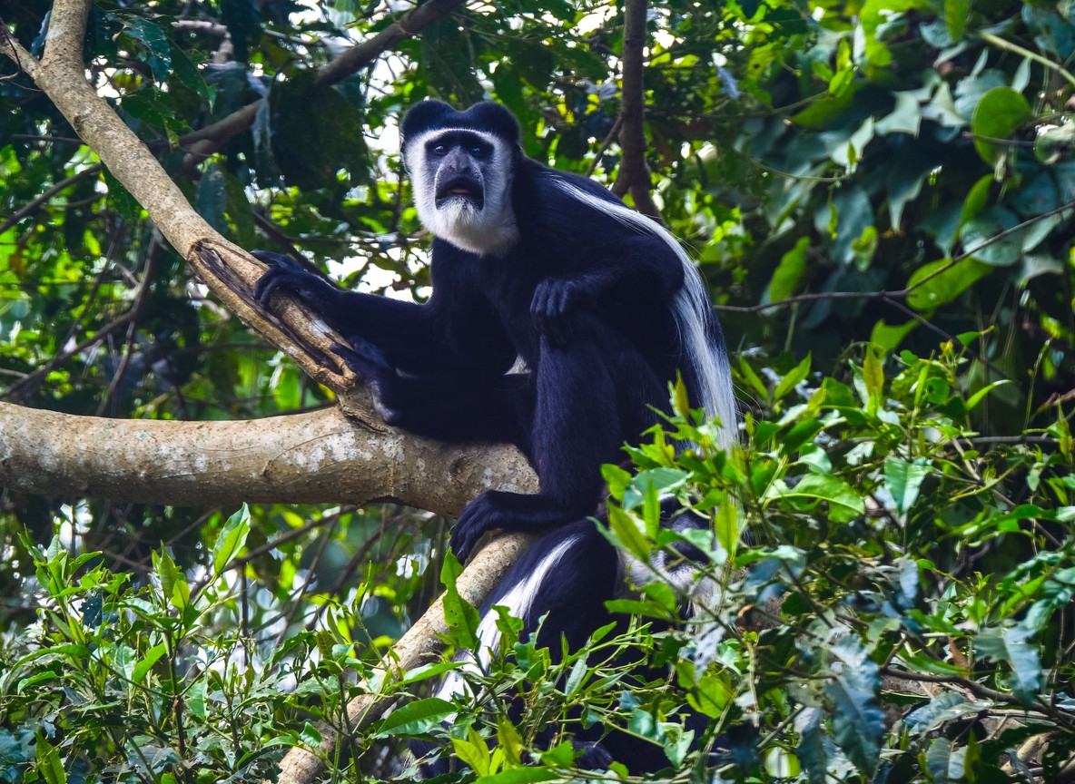 A black-and-white colobus monkey perched among branches in a lush East African rainforest canopy