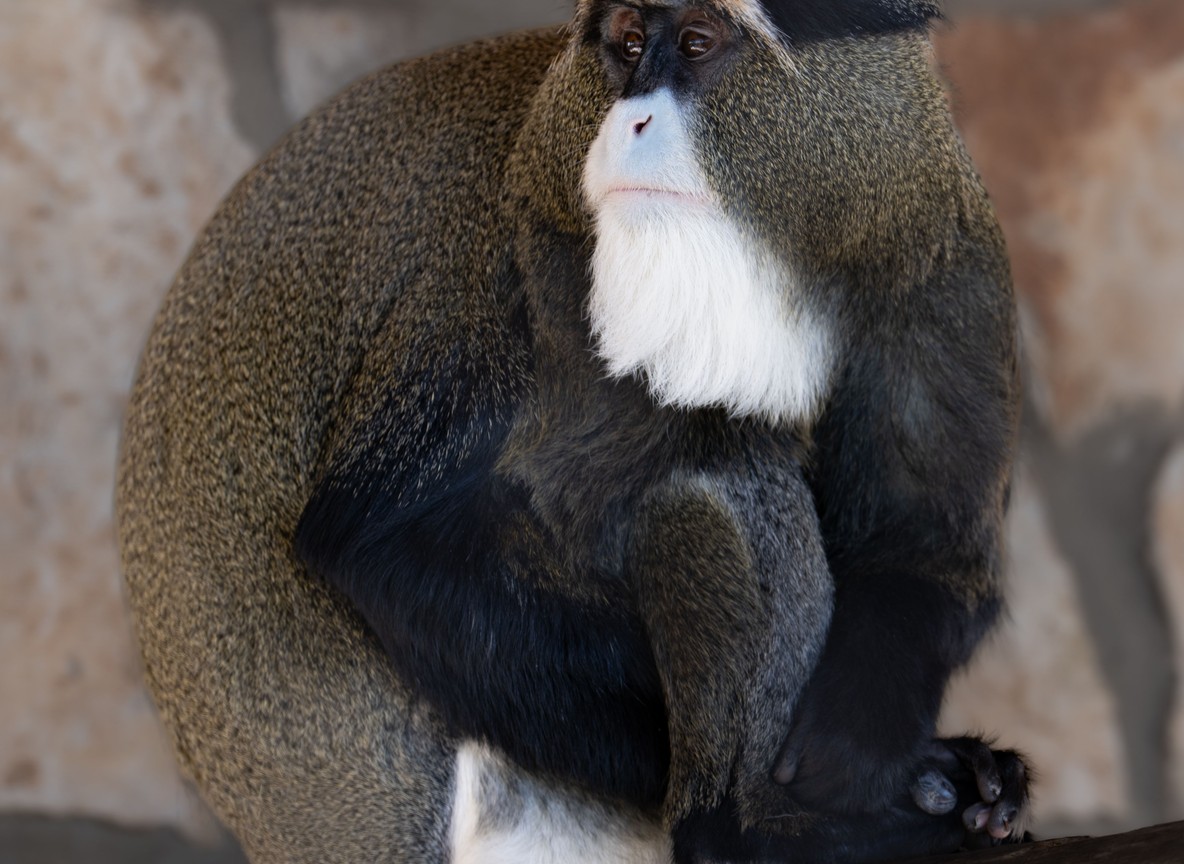 A De Brazza's monkey showing its distinctive white beard and orange brow band, the species most reliably seen at Saiwa Swamp National Park