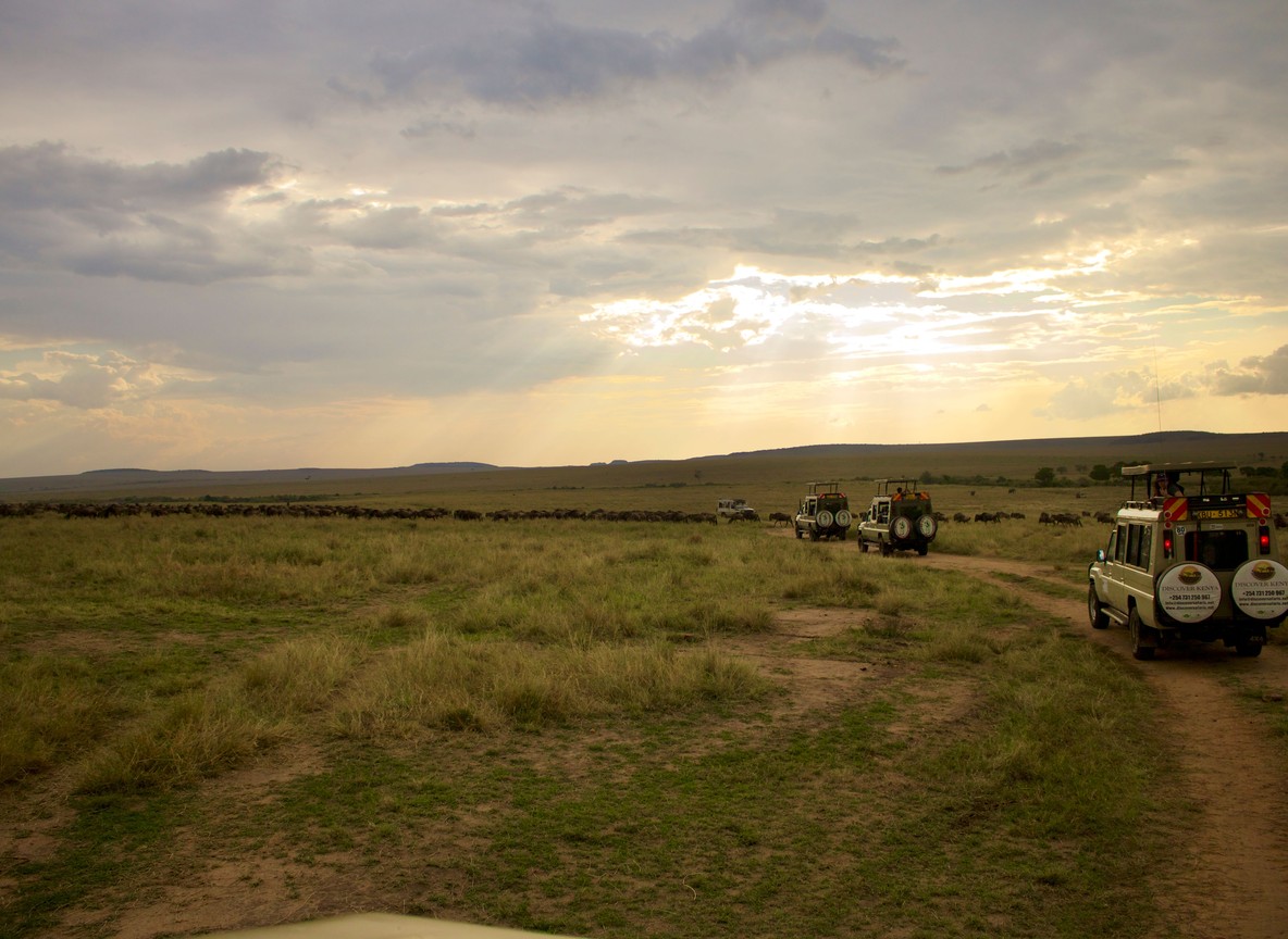 Safari vehicles on a game-viewing drive across the Laikipia plains
