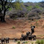 An elephant family herd walking along a dry riverbed through acacia woodland in Kenya, the kind of corridor route that can cross close to settled land and schools