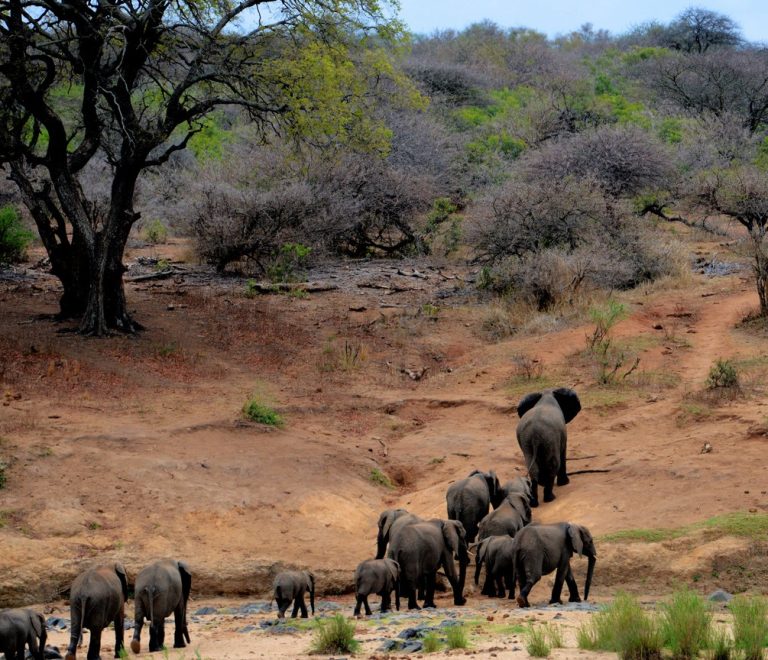 An elephant family herd walking along a dry riverbed through acacia woodland in Kenya, the kind of corridor route that can cross close to settled land and schools