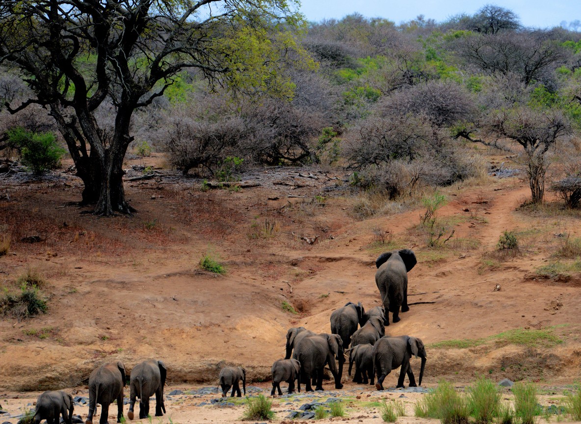 An elephant family herd walking along a dry riverbed through acacia woodland in Kenya, the kind of corridor route that can cross close to settled land and schools