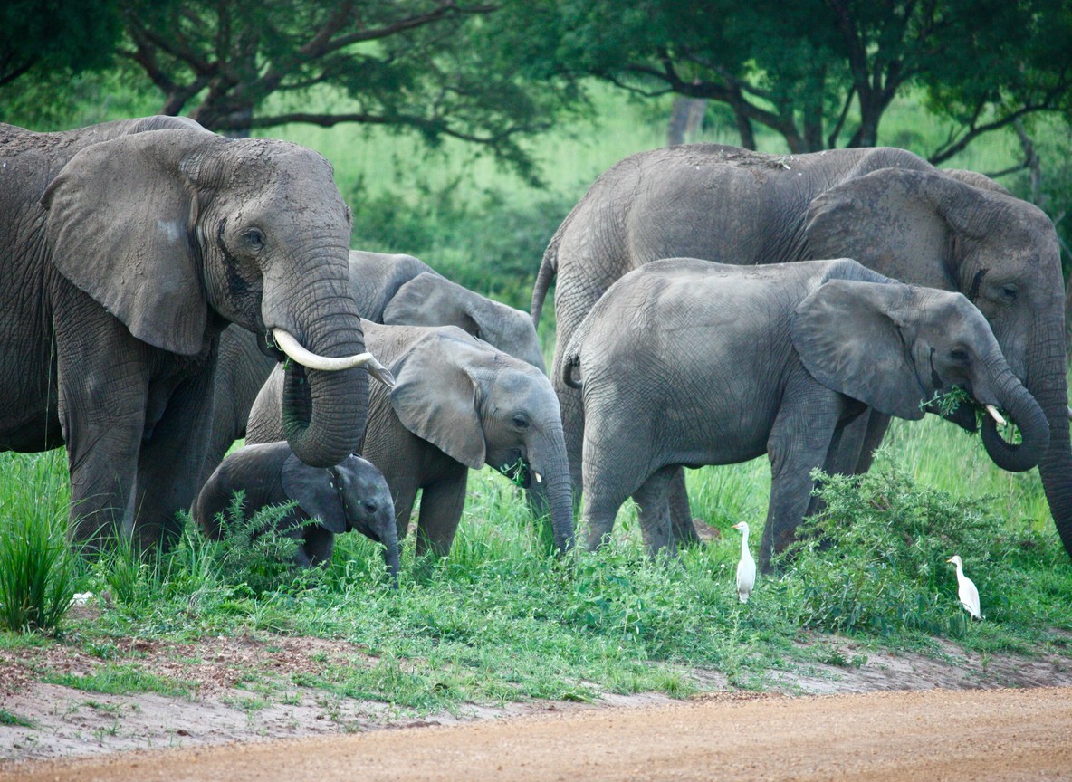 An elephant family herd with calves grazing near a swamp edge with cattle egrets, Amboseli ecosystem, Kenya