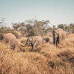 A couple in safari clothing watching elephants from an open 4x4 vehicle at golden hour in Amboseli National Park, Mount Kilimanjaro in the background