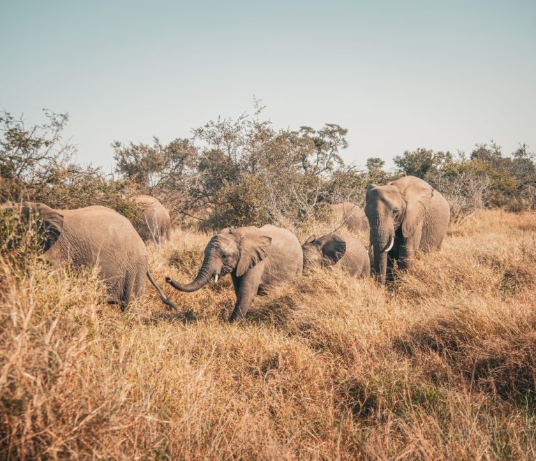 A couple in safari clothing watching elephants from an open 4x4 vehicle at golden hour in Amboseli National Park, Mount Kilimanjaro in the background