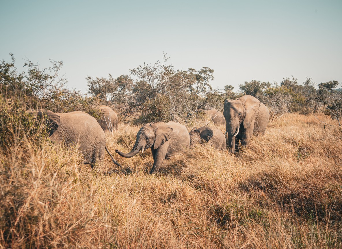 A couple in safari clothing watching elephants from an open 4x4 vehicle at golden hour in Amboseli National Park, Mount Kilimanjaro in the background