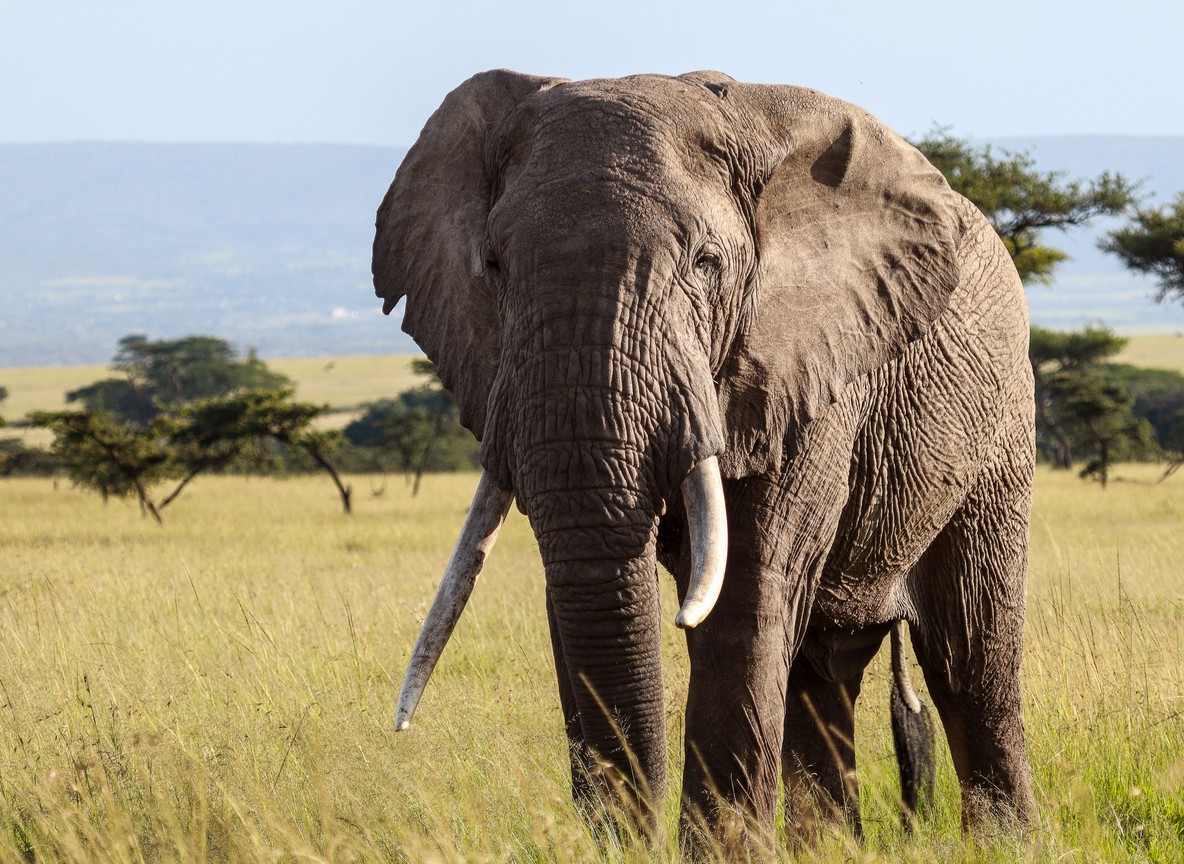 A large bull elephant with long tusks standing in grassland, the kind of close sighting a retirement safari itinerary is built around
