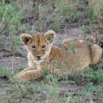 A lion pride resting on rocky kopjes above the Great Ruaha River in Ruaha National Park, Tanzania