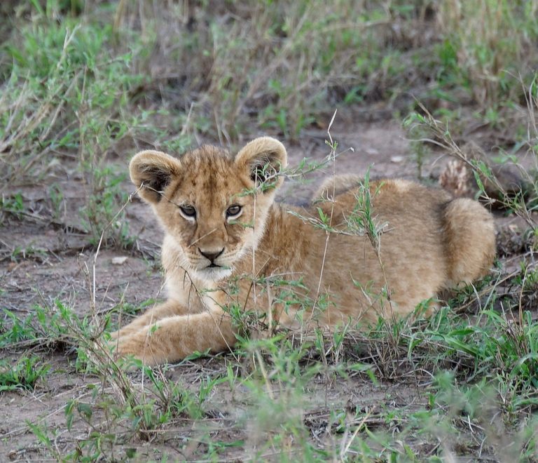 A lion pride resting on rocky kopjes above the Great Ruaha River in Ruaha National Park, Tanzania