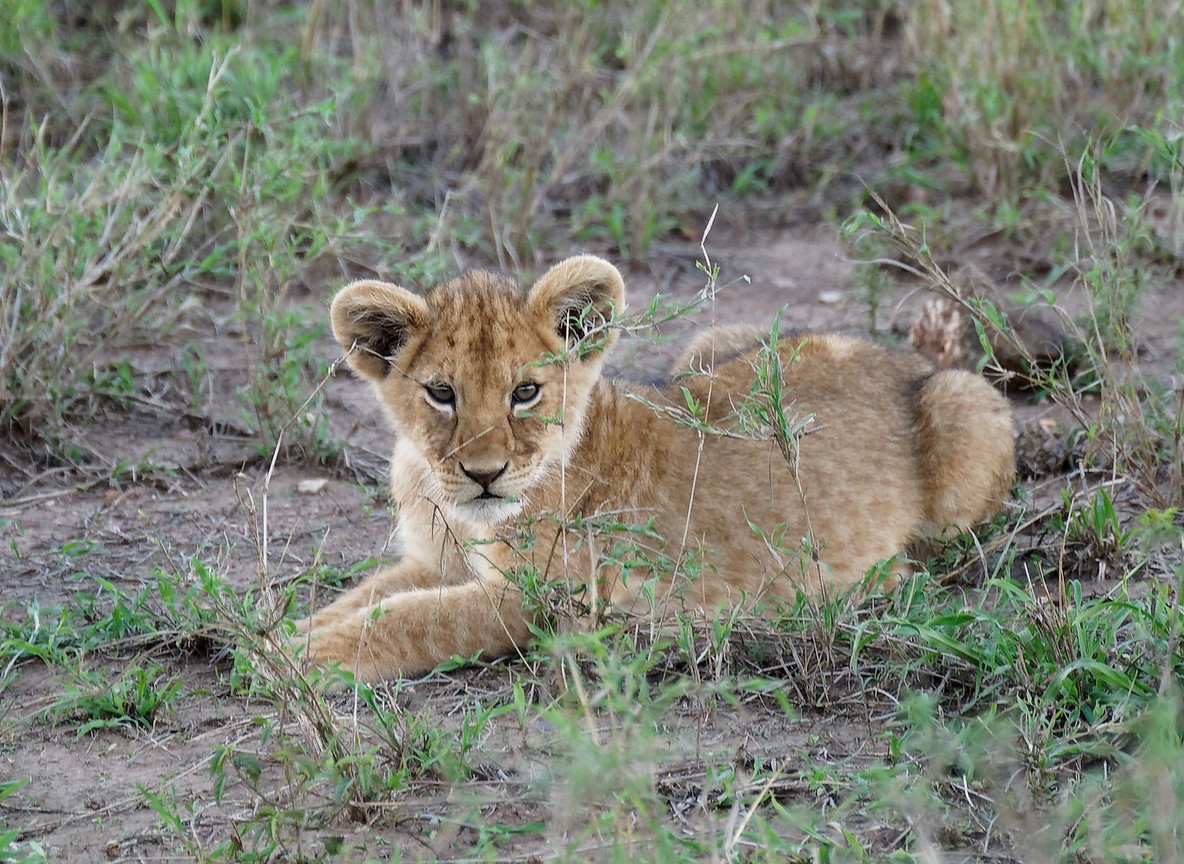 A lion pride resting on rocky kopjes above the Great Ruaha River in Ruaha National Park, Tanzania