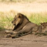 A male lion resting beside a cub on open dry-season grassland typical of Ruaha National Park