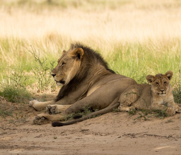 A male lion resting beside a cub on open dry-season grassland typical of Ruaha National Park