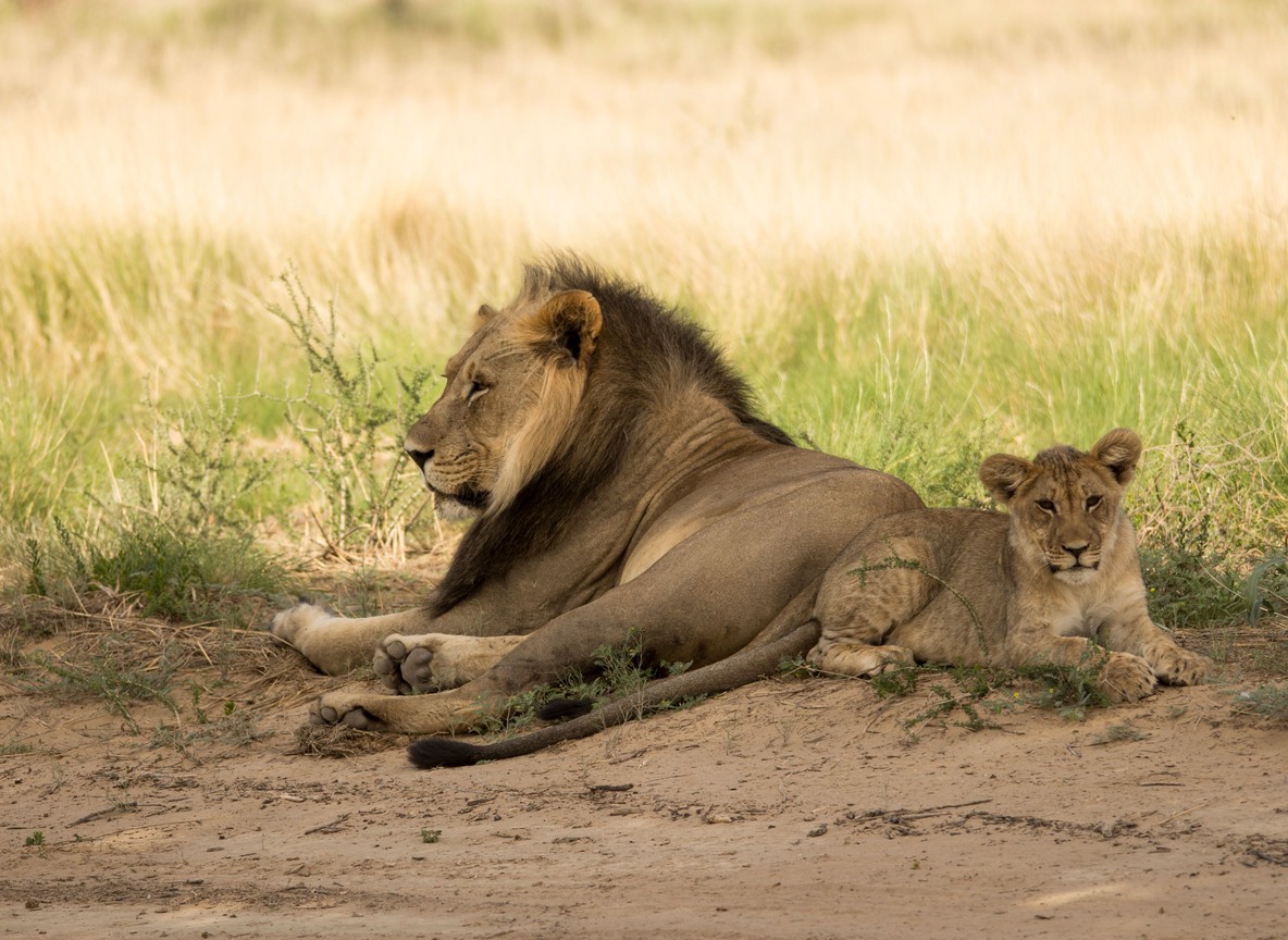 A male lion resting beside a cub on open dry-season grassland typical of Ruaha National Park
